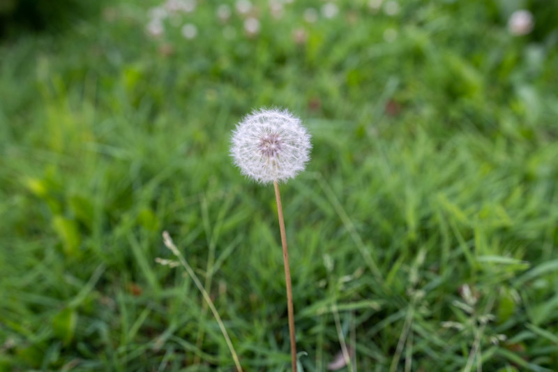 Dandelion in Green Grass